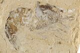 Cretaceous Fossil Fish (Sedenhorstia) and Shrimp- Lebanon #200765-3